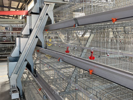 Broiler Cage